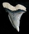 Hemipristis Shark Tooth Fossil #4157-1